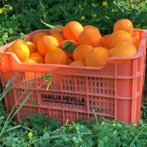 Naranjas variedades Berna y Valencia late eco