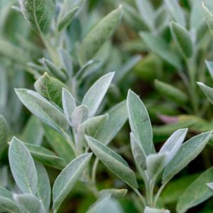 Salvia fresca eco