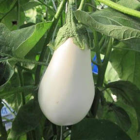 Berenjenas piel blanca eco