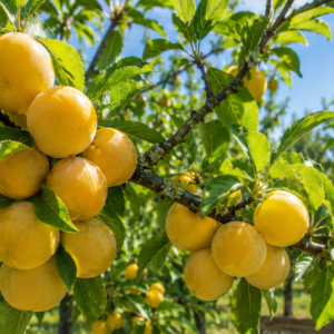 Ciruelas amarillas: Sungold, De Cristal eco