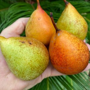 Peras Red de Anjou eco