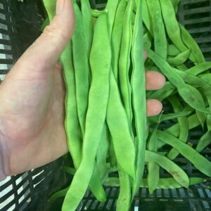 Habichuelas frescas o judias frescas eco