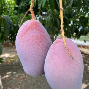 Mangos eco