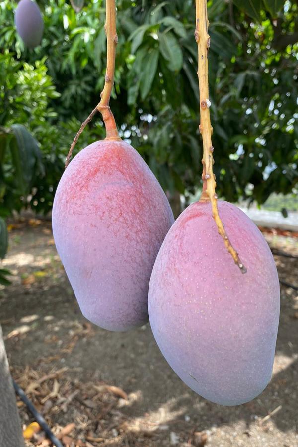 Mangos eco