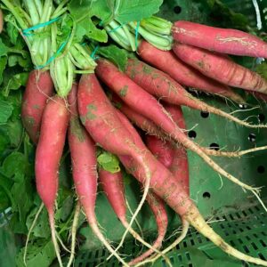 Rabanitos rojos largos