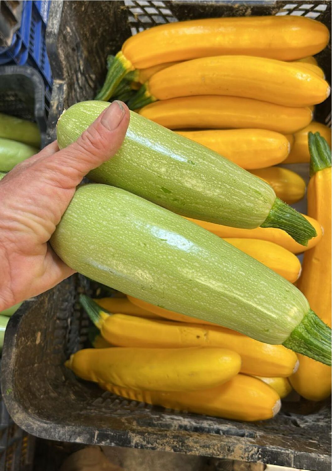 Calabacin  eco
