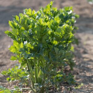 celery, vegetables, plant, leaf vegetables, leaves, foliage, greenery, cultivation, field, food, organic, vegetable garden, nature, closeup, celery, celery, celery, celery, celery