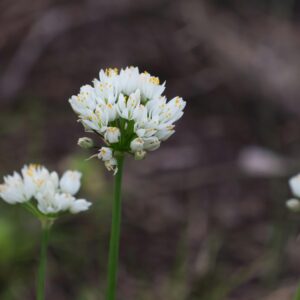 Close-up of delicate white wildflowers blooming in Andalusian nature.