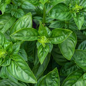 Close-up of fresh green basil leaves showcasing vibrant foliage and texture.