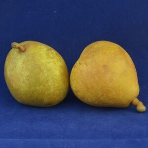 Peras variedad Angelys