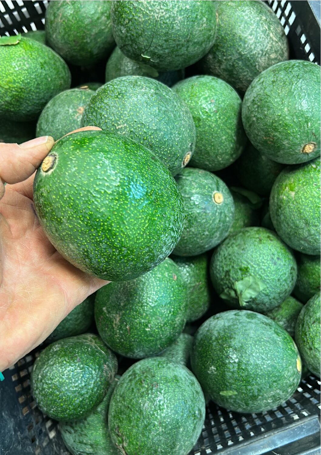 Aguacate Reed