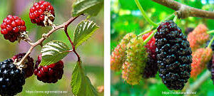 Moras