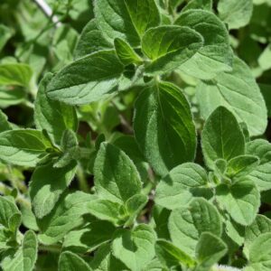 oregano, herb, plant, fresh, nature, healthy, tasty