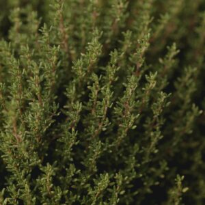 Aromatic fresh thyme plants thriving in a summer garden environment.