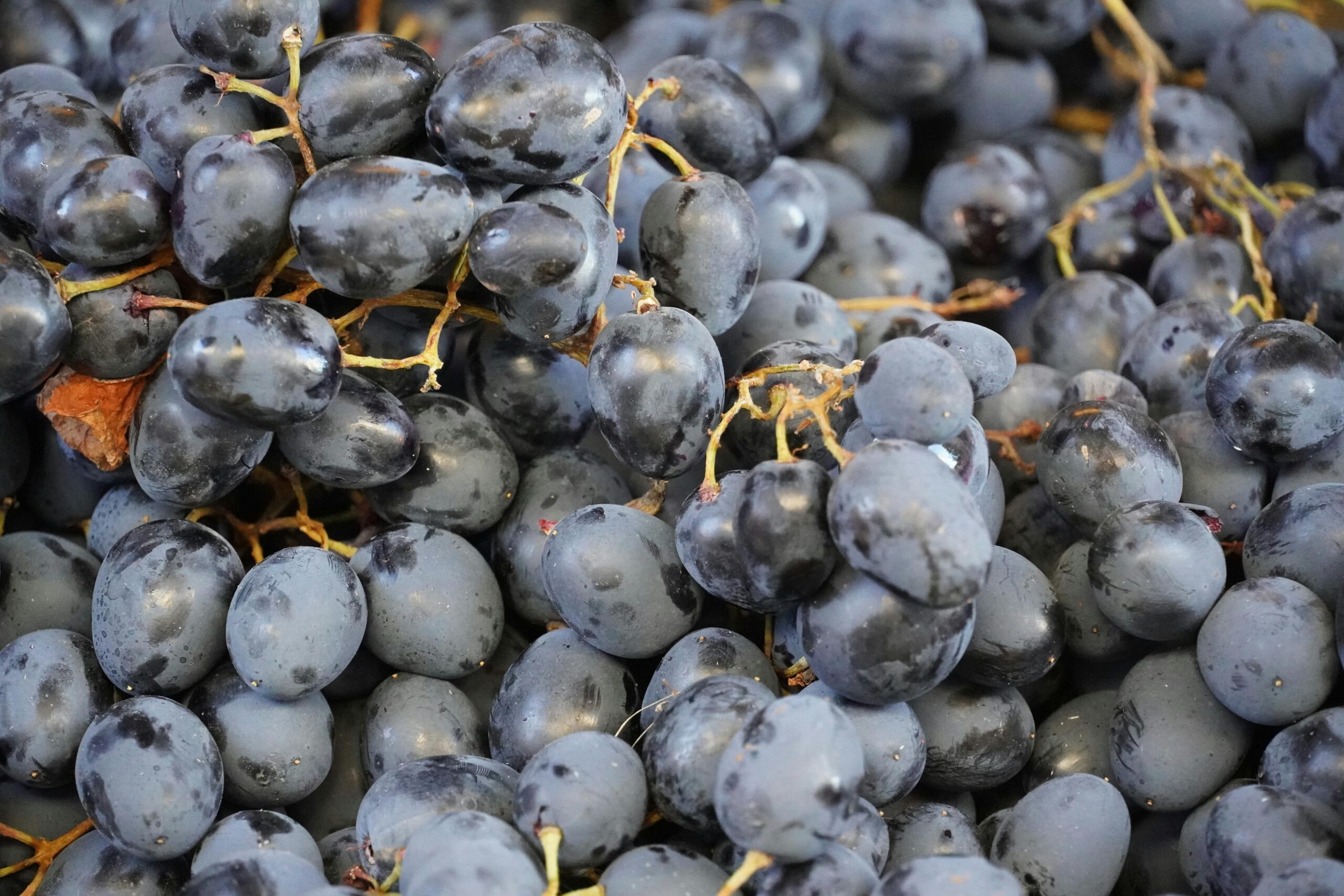 Close-up view of a large pile of fresh black grapes, showcasing their natural abundance and texture.